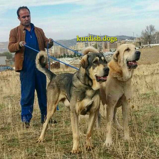 kurdish sheepdog